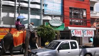 preview picture of video 'Elephants Walking Through Surin, Thailand'