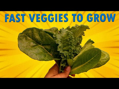 , title : 'FAST GROWING VEGGIES you can plant in FALL and harvest in 1 month💚| Fast Growing vegetable'