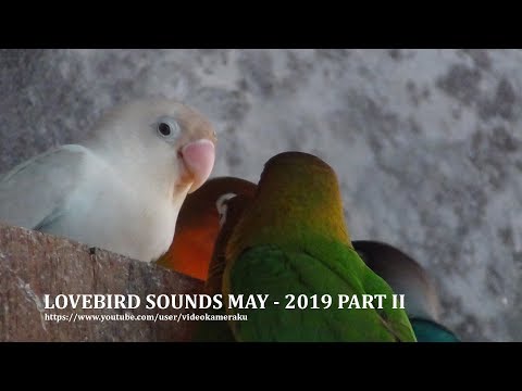 1 HOUR LOVEBIRD SOUNDS - MAY 2019 PART 2