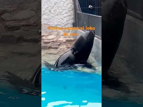 #nohaynadaquepodamoshacer Xd por el lob