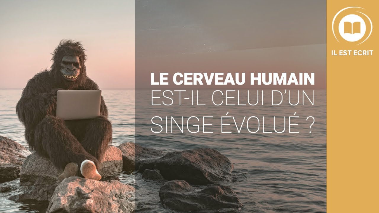 Le cerveau humain est-il celui d’un singe évolué ?