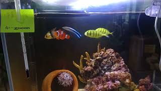 bluestreak cleaner wrasse, Labroides dimidiatus