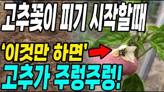 고추꽃이 피기 시작할때 이것만 하면 고추가 주렁주렁! 다수확 대박!