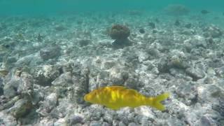 Maldives - Snorkeling at Kuramathi island's reef