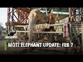 Moti is upright! - Feb 7 update