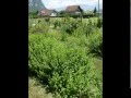 video xu-tbOirHrk