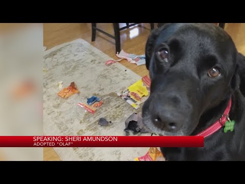 Flying Tails: Special rescue flight brings 1 dog, 2 cats to their new homes in Oregon