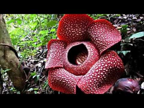 BUNGAKU  by @Bungaband album1 UNTUKMU GALANG