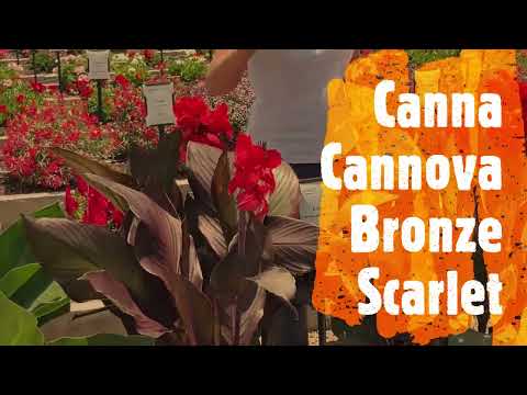 Canna Cannova Bronze Peach Wows the Crowd at Young's Plant Farm