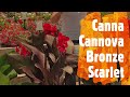Canna Cannova Bronze Peach Wows the Crowd at Young's Plant Farm