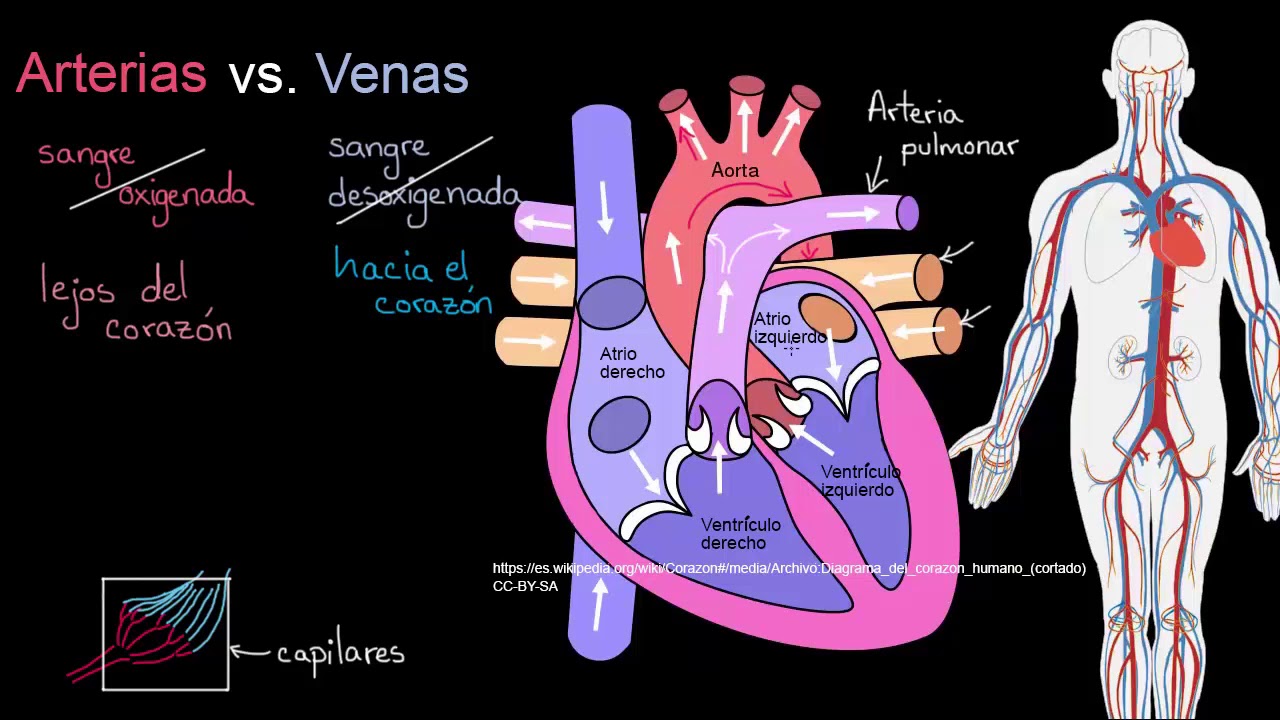 Arterias vs. Venas. ¿Cuál es la diferencia | Khan Academy en Español