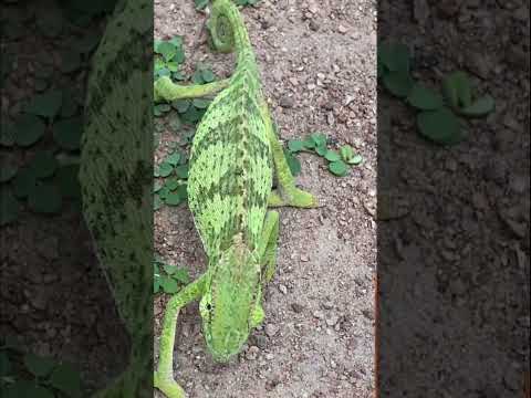 Man Catches Chameleon In The Bush, Captures Its Mind-Blowing Colour Transformation
