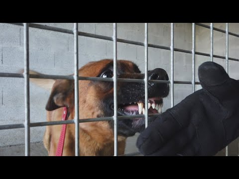 MALINOIS AGRESSIF PAR PEUR / ÉDUCATION CANINE NANTES / CENTRE DE FORMATION ÉDUCATEUR CANIN