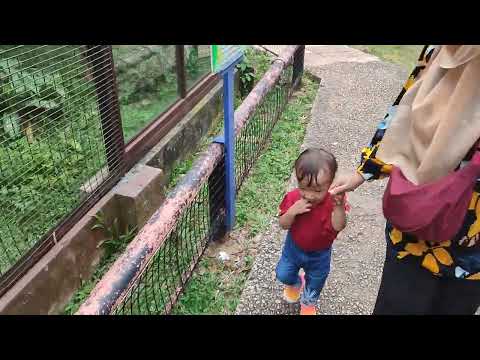 Careful, Ufaira! The Lynx is chasing you!