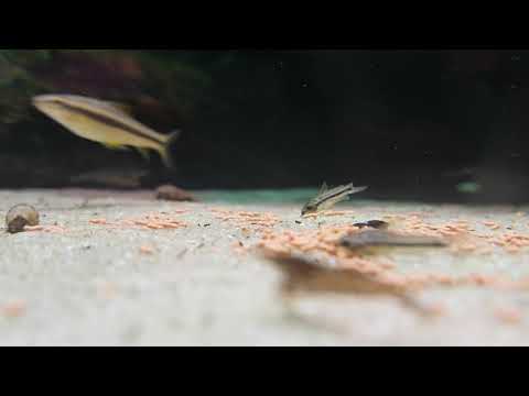 KIRYSEK PIGMEJ (CORYDORAS PYGMAEUS)