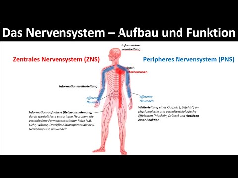 Nervous system - structure and function [Overview of the central and peripheral nervous system]