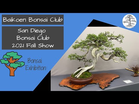 San Diego Bonsai Club - 2021 Fall Show - Baikoen Bonsai Club - Safer @ Home Bonsai Series