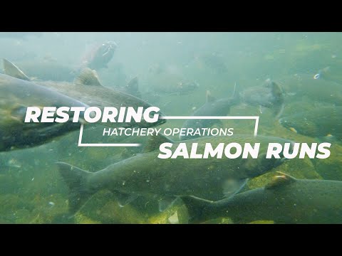 Restoring salmon runs: Hatchery operations in British Columbia