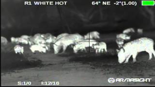 Hog Hunting Night Vision vs. Thermal Gear - Armasight Sneak Peek
