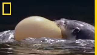 Self Inflating Fish | Freaks of Nature