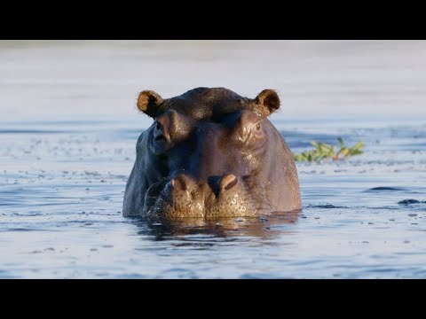 Hippos Can’t Swim? | Natural World | BBC Earth