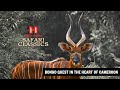 Bongo Quest in the Heart of Cameroon
