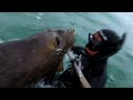 Attacked By An Elephant Seal In The Falklands