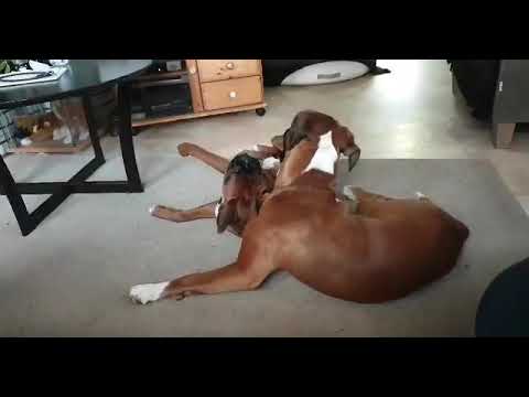 Playful start of the morning. By boxer girls Odile and Adiva