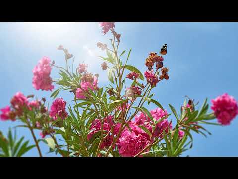 Corul reunit barbatesc Bucovina - Ce mare vuiet!