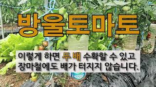 방울토마토 이렇게 하면 두 배 수확할 수 있고 장마철에도 배가 터지지 않습니다. #주말농장 #방울토마토 가꾸…