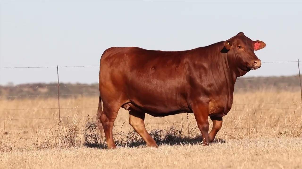 Lot 35 | HS23-603 | Bespreking