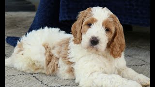 Video preview image #1 Goldendoodle Puppy For Sale in NARVON, PA, USA