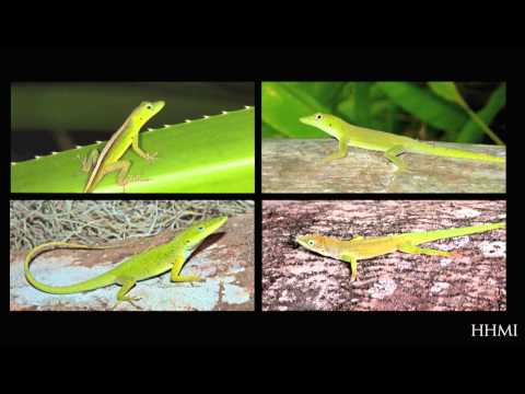 Building a Phylogenetic Tree: A Story of Lizards — HHMI BioInteractive Video