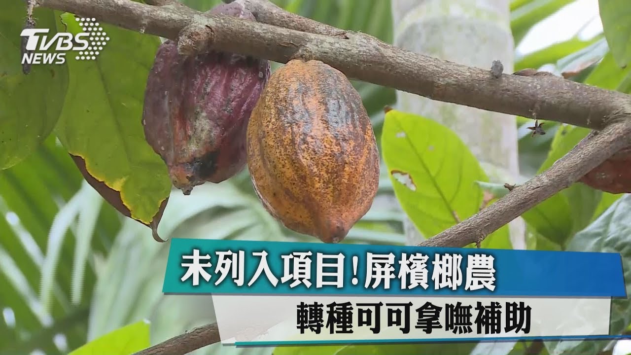 未列入項目! 屏檳榔農轉種可可拿嘸補助