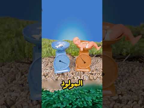 🐦 لقلق يشيل طفل؟ مستحيل علميًا! 😲