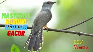 Download lagu SUARA PANCINGAN BURUNG KEDASIH AMPUH mp3 Download lagu SUARA PANCINGAN BURUNG KEDASIH AMPUH mp3