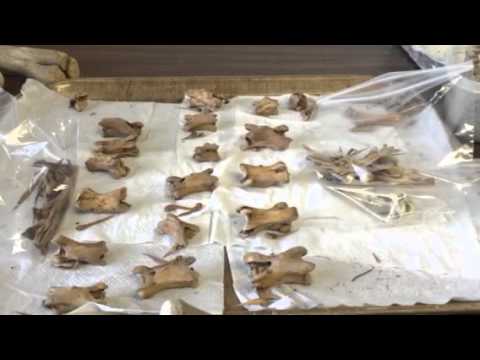 Ostrich skull compared to leg