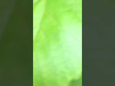 umuzabibu benshi bakunda wawihingira ukwaweza mu rwanda