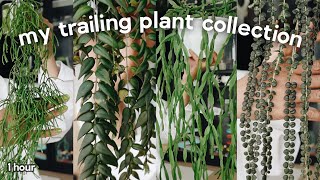 trailing houseplants are the key to a lush indoor jungle 😍