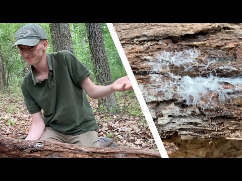Secrets Under the Log: The Story of Decomposition
