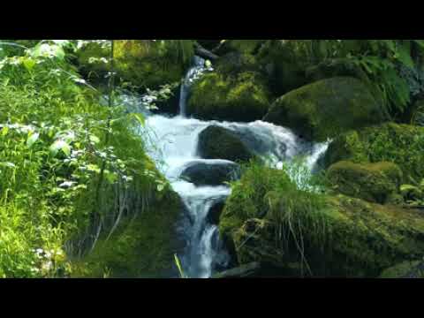 Hunger Games Music & Ambience _ Forests of District 12