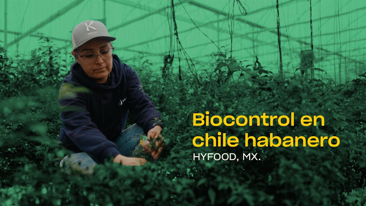 Video preview poster