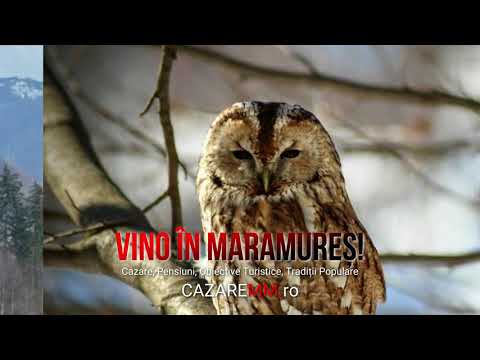 Pensiuni Viseu De Sus Maramures, Cazare Borsa, Cris Mona Sapanta