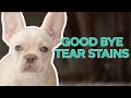 Get Rid Of Tear Stains FAST!!!