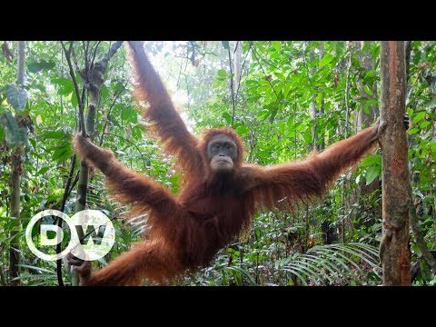 Orang-Utan Schulen auf Sumatra - Aus dem Käfig in den Dschungel | DW Deutsch