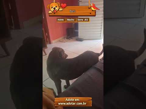 Vídeo de Bob 
