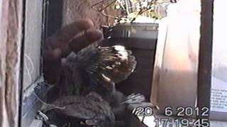 קן יונת צוצלת בחלון מטבח שכני (ידידנו היקר משה רצון ז"ל) - התמונה מוצגת ישירות מתוך אתר האינטרנט יוטיוב. זכויות היוצרים בתמונה שייכות ליוצרה. קישור קרדיט למקור התוכן נמצא בתוך דף הסרטון