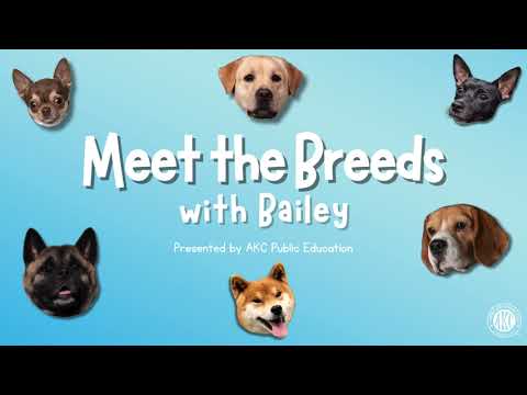 Bulldog breed video