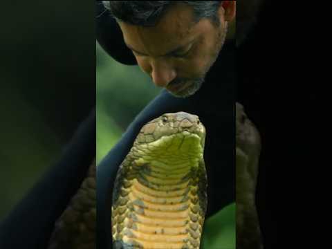 David Blaine Kisses King Cobra