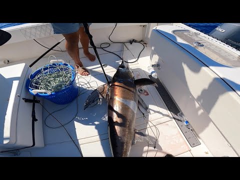 How to CATCH A MASSIVE SWORDFISH!! *IN DEPTH* Catch & Clean (South Florida)